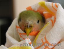 chicklet - baby lovebird with two broken legs