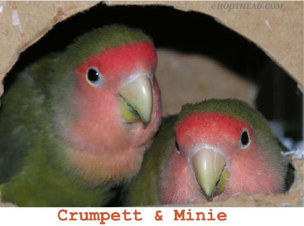 Crumpette and Minnie
