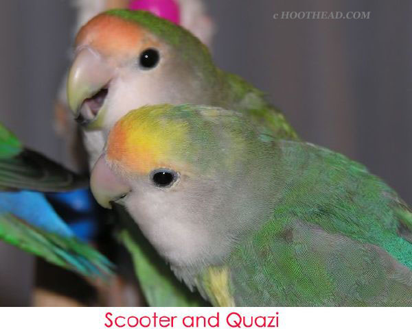 Scooter and Quazi