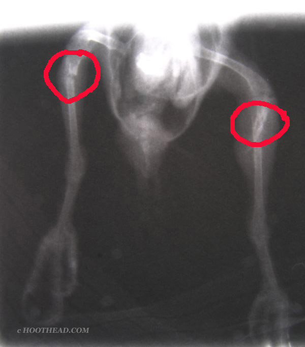 Chicklet xray front 1