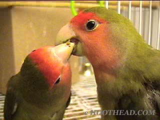 lovebirds in liplock