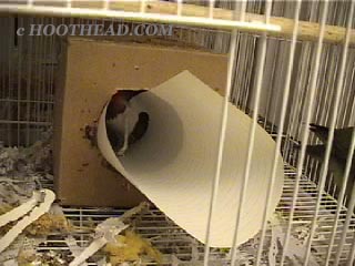 Mini drags paper into nest