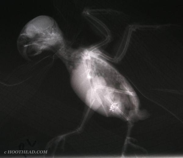 Chicklet xray side 1